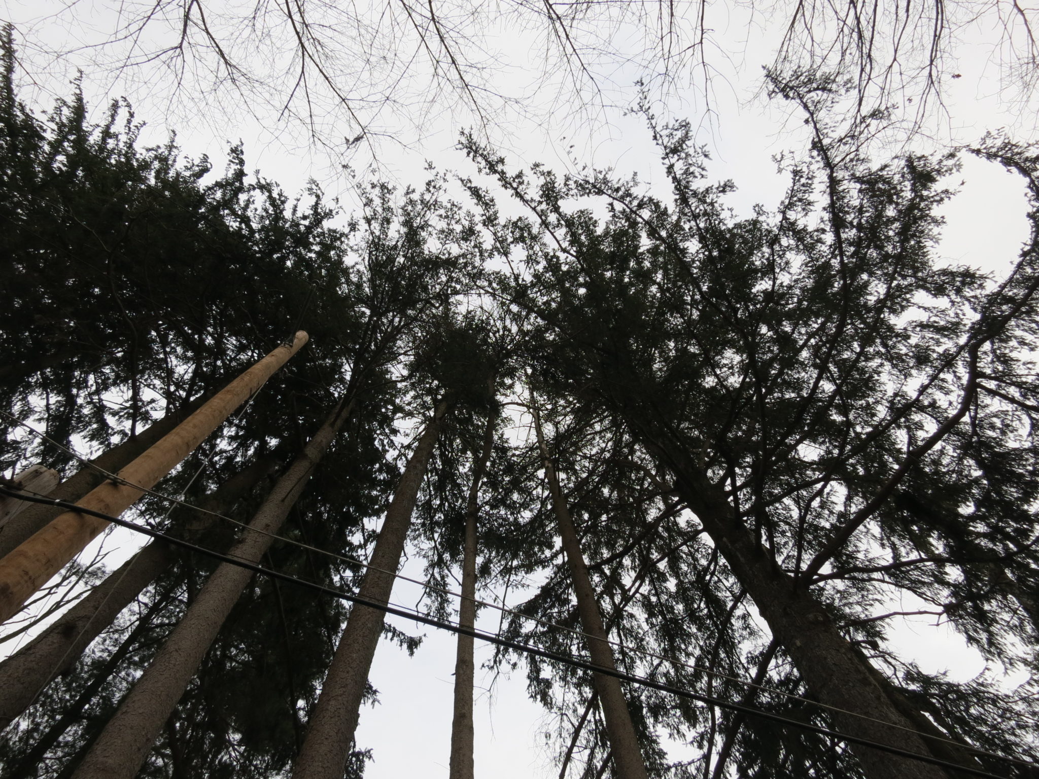 Looking Up
